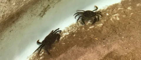 Markus Frederich's research on green crabs is gaining national attention