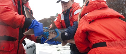 James Sulikowski says new data indicates an increased presence of white sharks in Maine waters