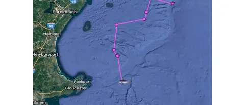 A still image from a tracking video showing the movements of a pregnant porbeagle shark 