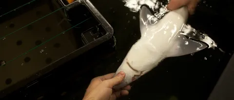 Dogfish