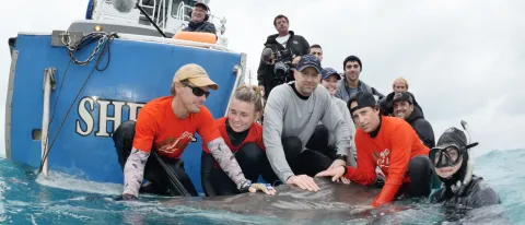 James Sulikowski, Neil Hammerschlag and team do tiger shark research in the Bahamas