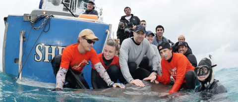 James Sulikowski, Neil Hammerschlag and team do tiger shark research in the Bahamas