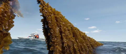 University of New England chosen as U.S. partner for EU-funded aquaculture project 