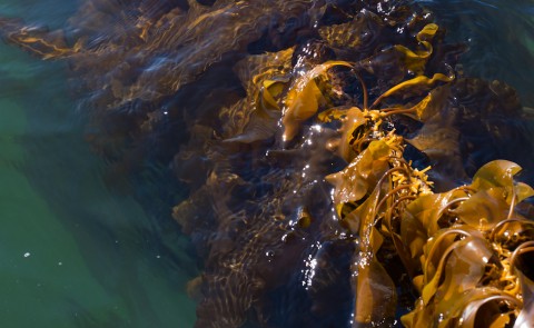 Kelp research