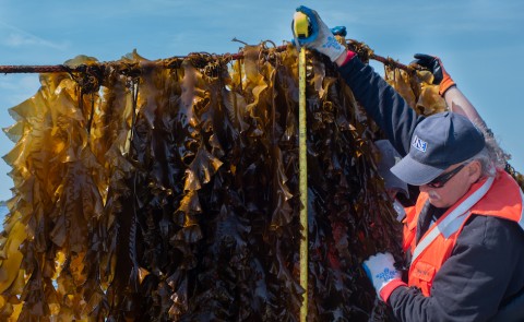 UNE faculty pull up seaweed