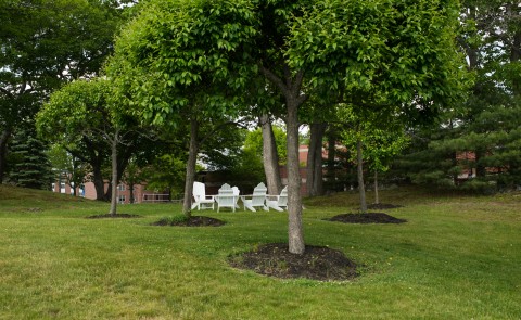 A row of trees on the Biddeford Campus