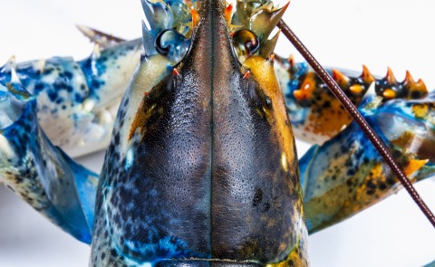 Photo of a blue and brown split-colored lobster