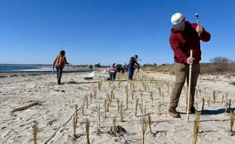 UNE students assist Biddeford conservation nonprofit in making local beaches more climate resilient     