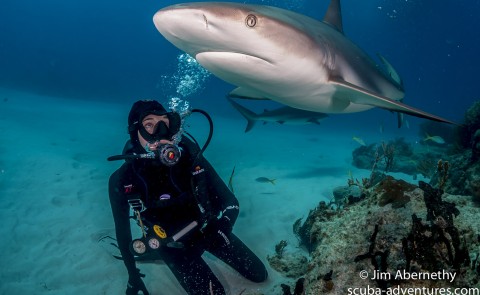 Carolyn Wheeler dives with tiger sharks in the Bahamas