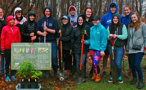 Students gather on the Biddeford Campus to plant chestnuts for the second year.