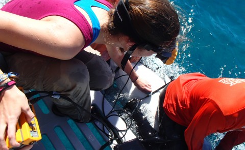 Carolyn Wheeler '15 performs ultrasound on a live tiger shark. Photo credit: Phil Matich