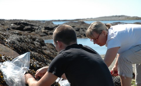 Kyle Martin and Ursula Röse, set up field experiments to investigate chemical defense compounds of brown algae.