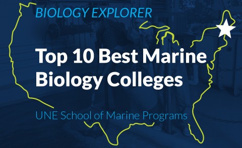 Graphic for Biology Explorer's Top Ten Marine Biology Colleges