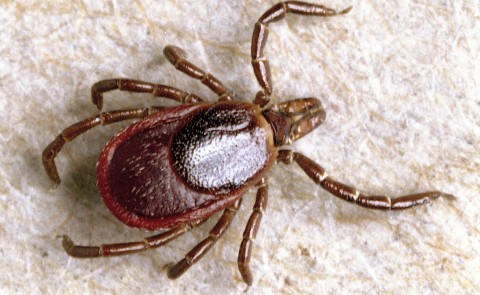 Nature is one of the few places still open amid the COVID-19 pandemic, but tick season is still starting to emerge.