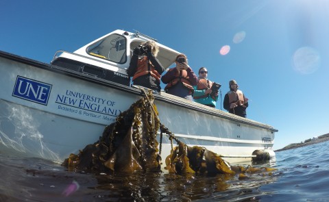 UNE receives Department of Energy grant for new technologies for seaweed production