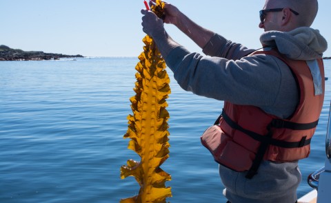 UNE's Adam St. Gelais is featured in an article about Maine's growing seaweed industry