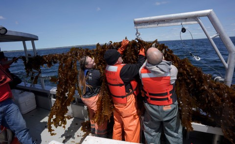 UNE researchers recently harvested seaweed that had been growing all winter at their ocean farm