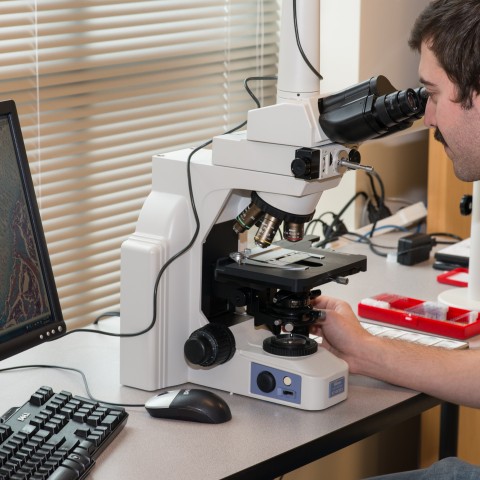 A student looks into a high-tech microscope at the UNE COBRE Histology and Imaging Core. Cells are displayed on a computer screen.