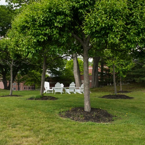 A row of trees on the Biddeford Campus