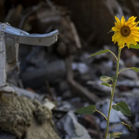 A sunflower blooms against a background of metal waste
