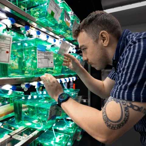 UNE student Willard Swift examines zebrafish in a UNE lab