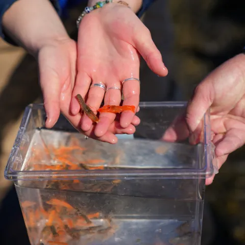 A student holds baby orange lobsters in their hand