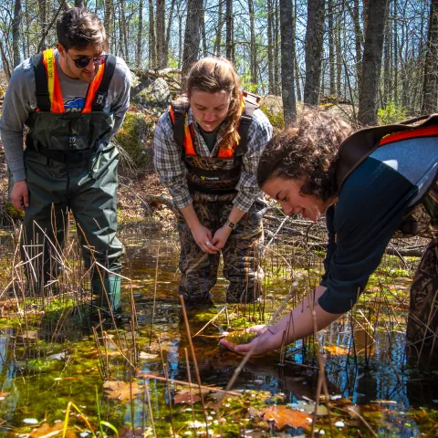 Environmental studies students search for eggs in UNE's vernal pools