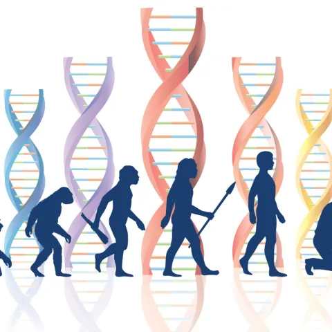 A graphic of human evolutionary stages with DNA chains in the background