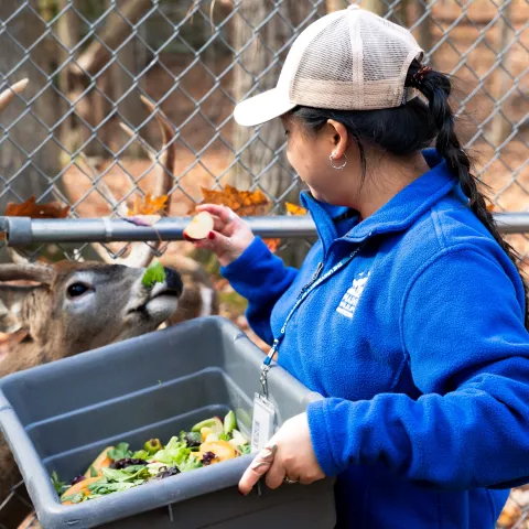 UNE senior cares for birds, mammals, and more in immersive internship with Maine Wildlife Park 
