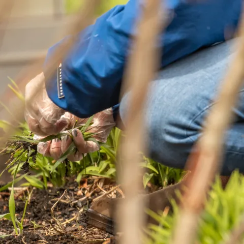 A garden worker tends to plants