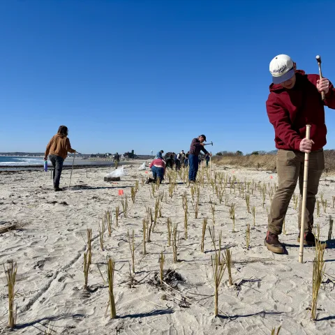UNE students assist Biddeford conservation nonprofit in making local beaches more climate resilient     