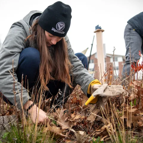 A student removes invasive plants from UNE's shoreline