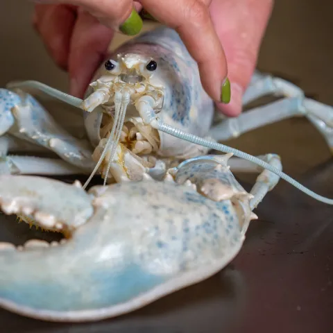 An albino lobster 