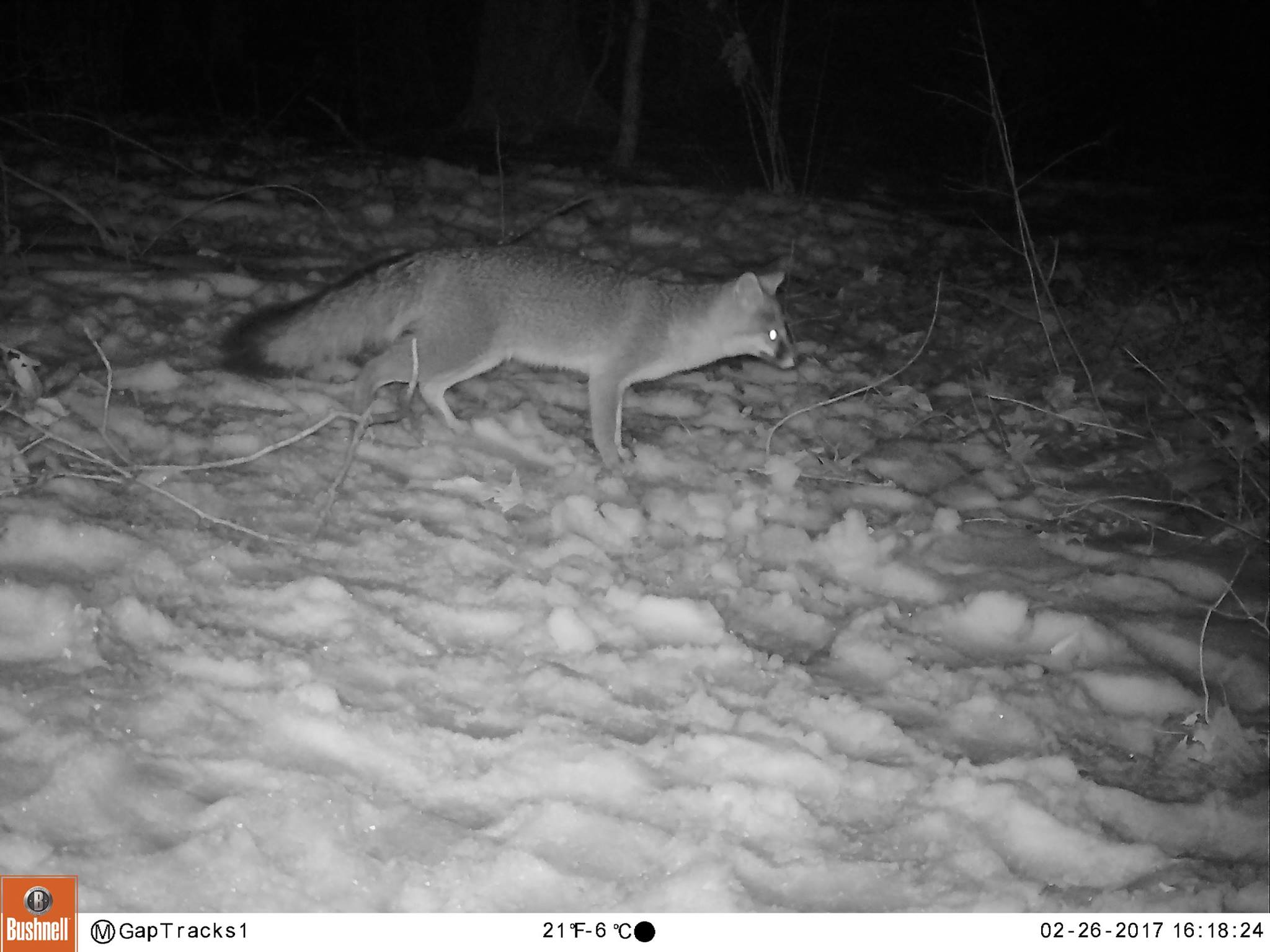 A gray fox is captured on camera as part Noah Perlut's GapTracks project.